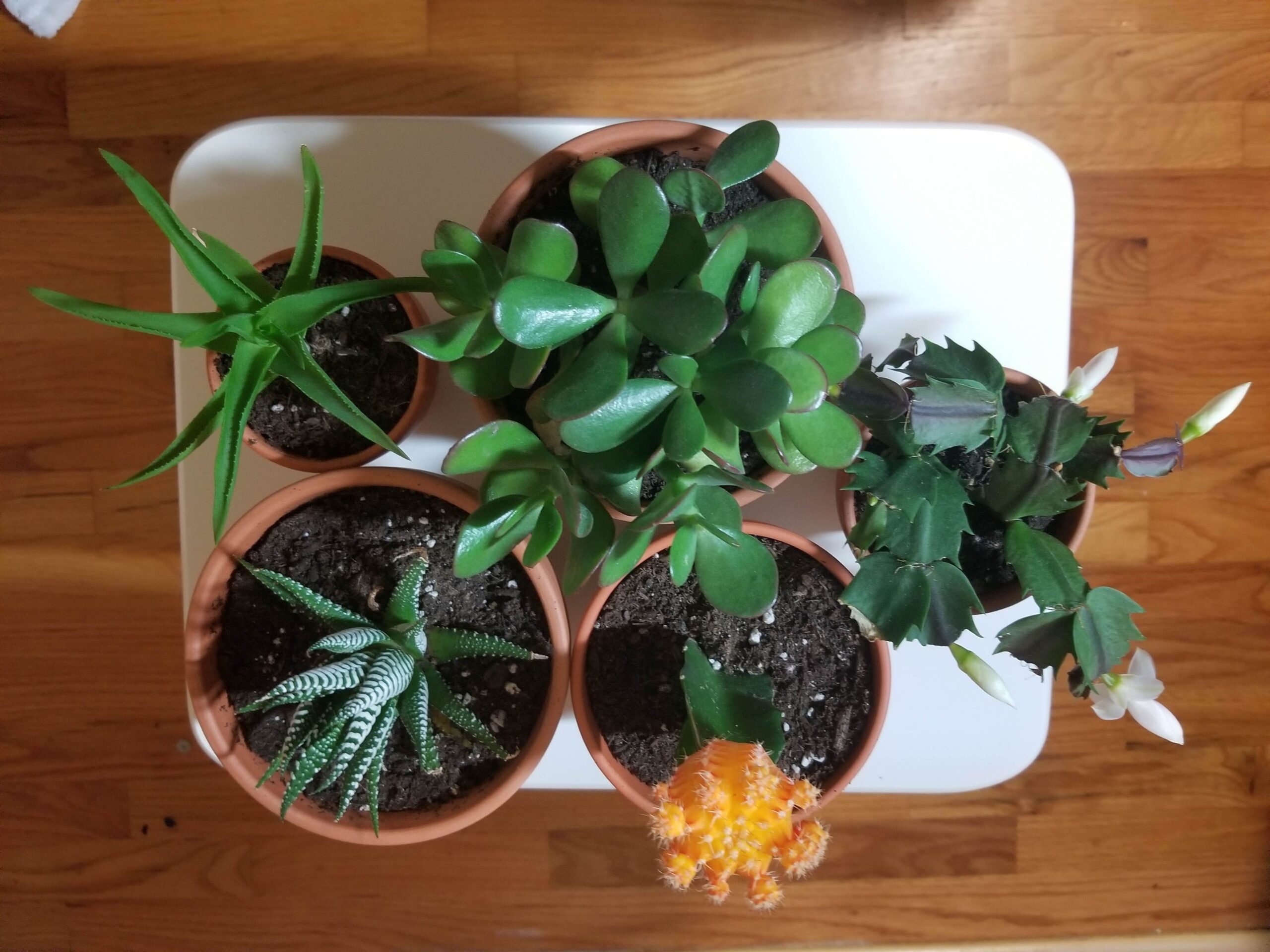 How to Fit More House Plants into a Small Apartment